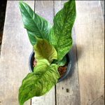Филодендрон SUBHASTATUM VAR