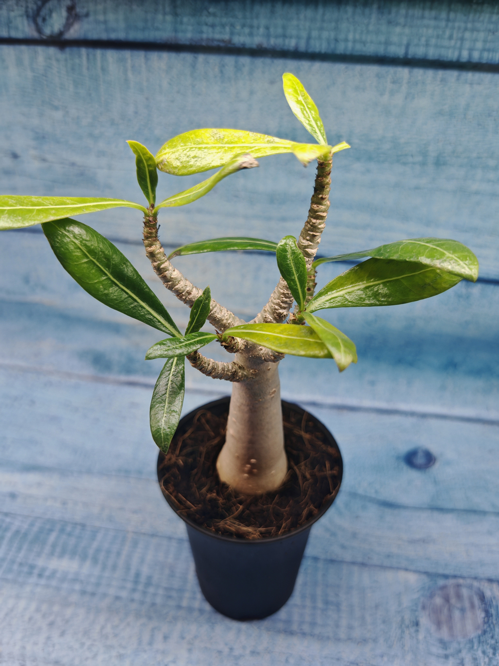 Adenium Baobab (Адениум)