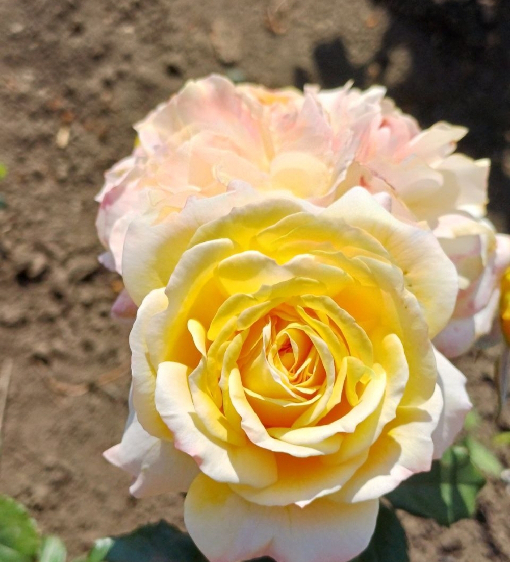 Роза Жорж Данжан Rosa Georges Denjean