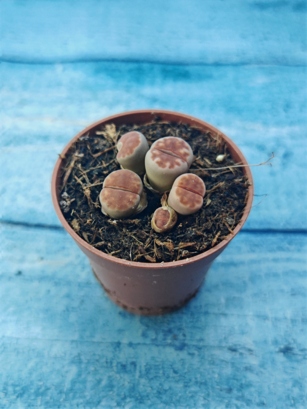 Lithops sp. (Литопсы)