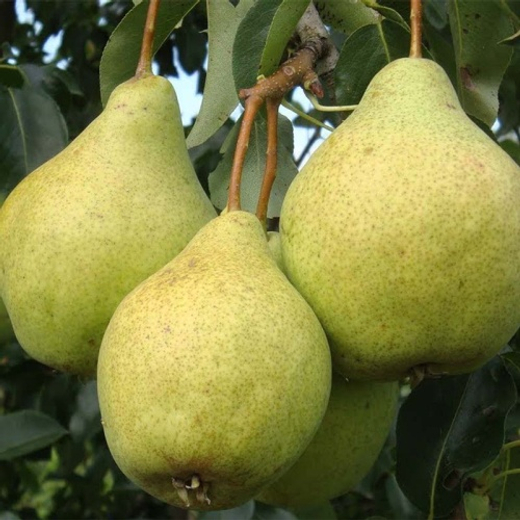 Груша Просто Мария С5 Закупка М69 июнь 2026