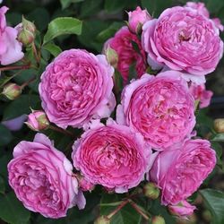 Рене ван Ведберг (Renee van Wegberg)