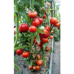 Томат Мишка на севере 10шт Ц Аэлита