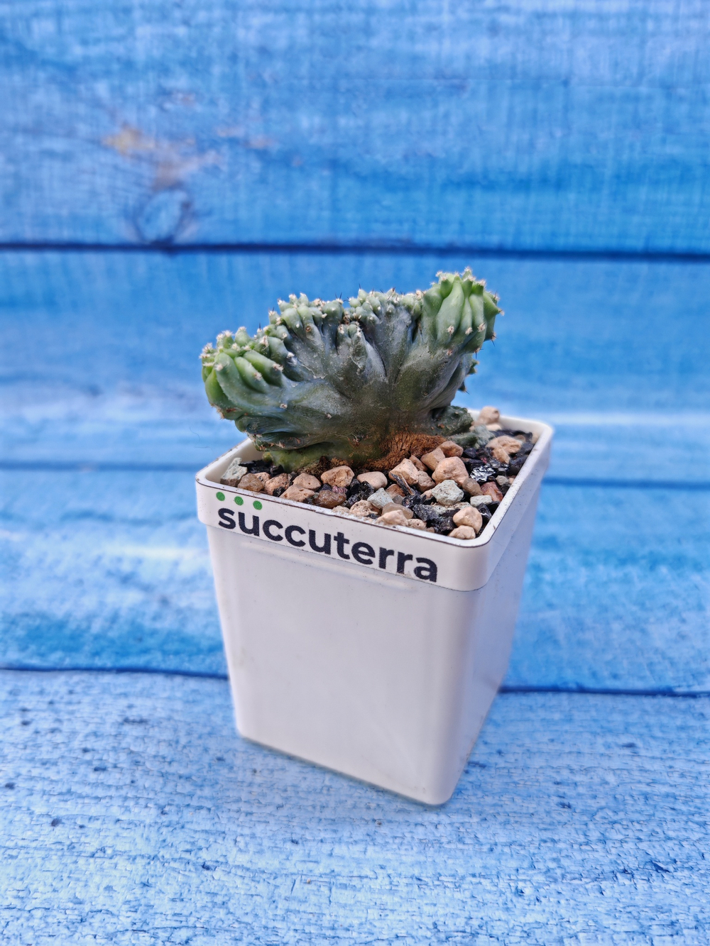 Myrtillocactus Geometrizans cristata (Миртоллокактус)