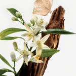 GOUTAL Le Temps des Rêves Туалетная вода для женщин