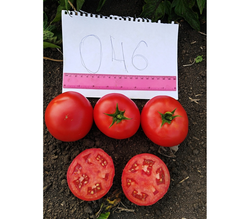 Томат Компанеро F1 (50шт) Витагрин Профи