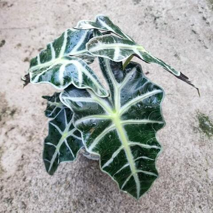 Алоказия POLLY