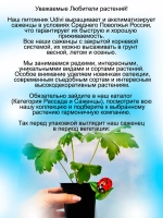 Дельфиниум Синяя Птица Blue Bird
