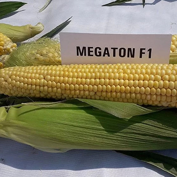 МЕГАТОН F1 семена кукурузы (Clause | Alexagro) – фото 7