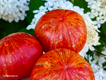 Марманде де Монтпеллье (Marmande de Montpellier) сорт томата