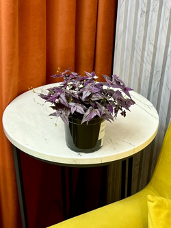 Традесканция бордовая, D9см Н15см, 1шт, Urban Jungle