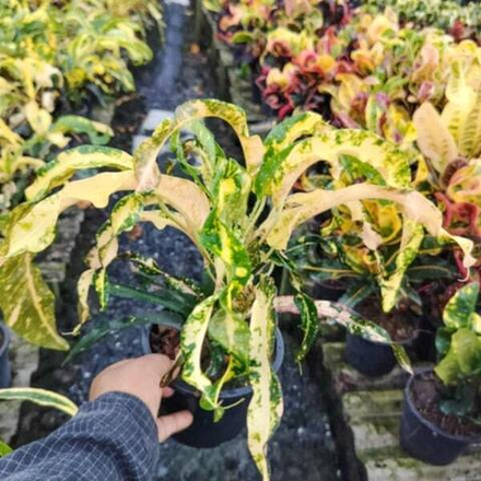 Кротон PHRANANG KHONG KHA