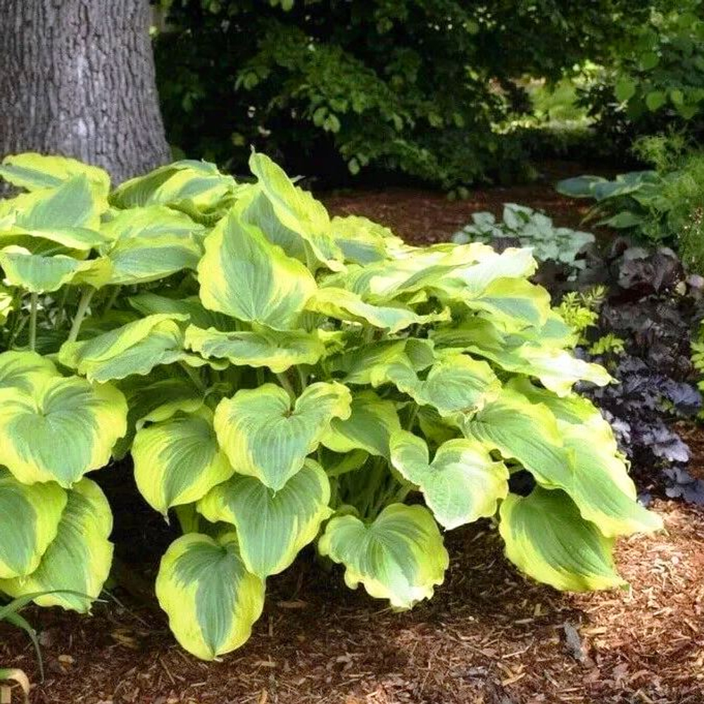 Хоста Ву-Ла-Ла