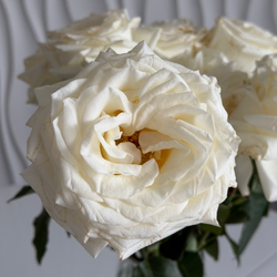 Садовые розы Эквадор сорт Кендилайт