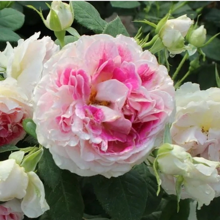 Роза Гуэрнсни Guernsey