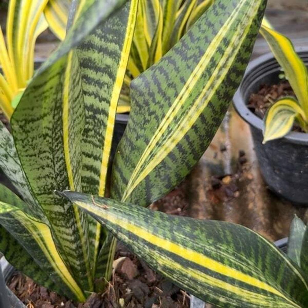 Сансевиерия FUTURA GOLD