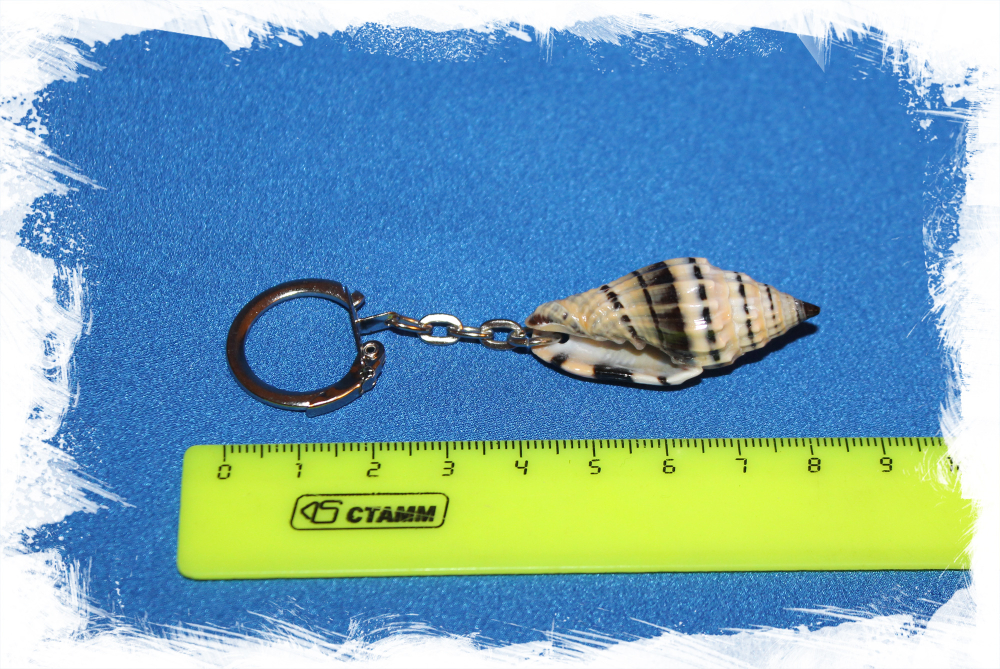 Брелок с морской ракушкой Вексиллум Пликариум