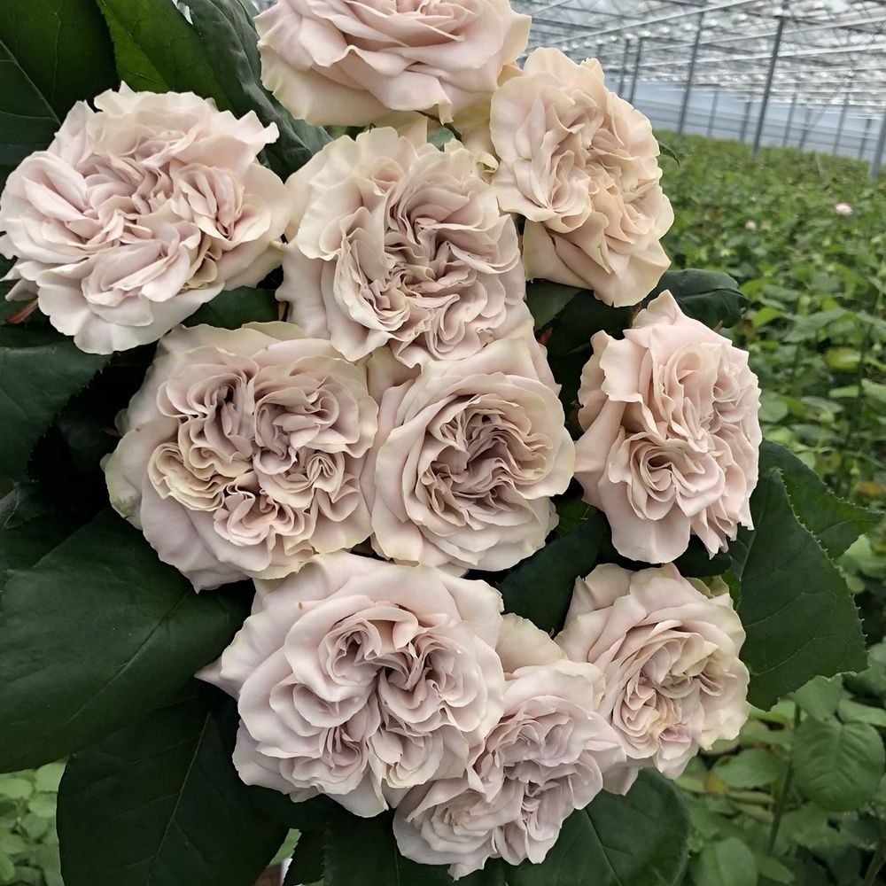 Вестминстер Эбби (Westminster Abbey)