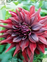 Георгин декоративный Бриджитт Алида