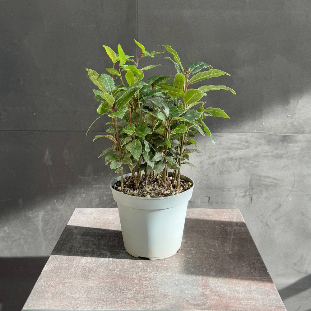 Лавр благородный (Laurus nobilis)