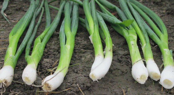 Грин Баннер семена лука на перо (Seminis / Семинис) – фото 6