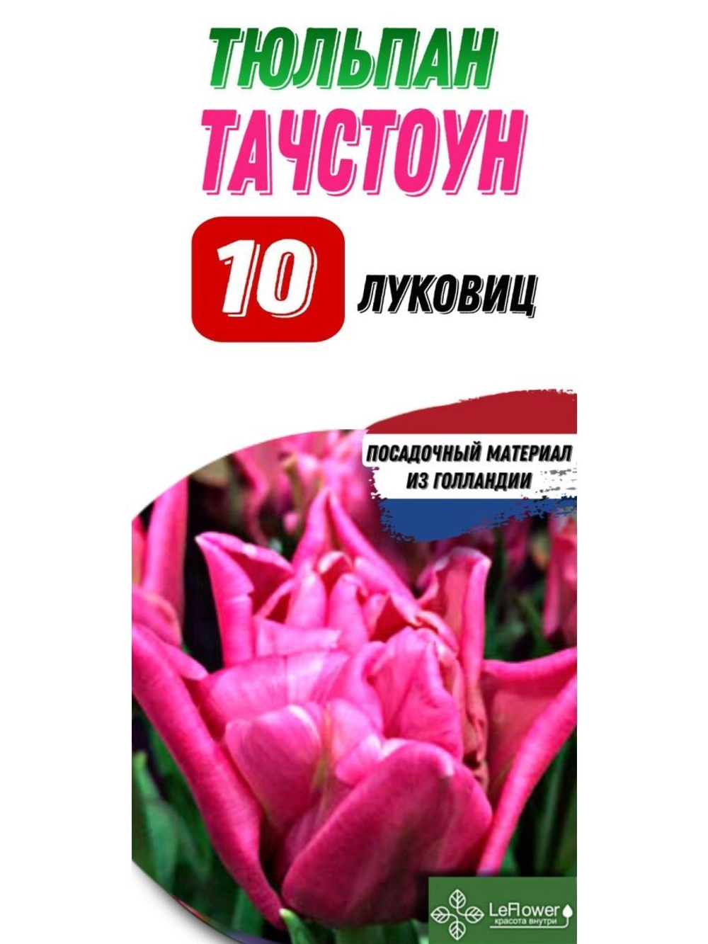 Тюльпан Луковица, Тачстоун, 10шт