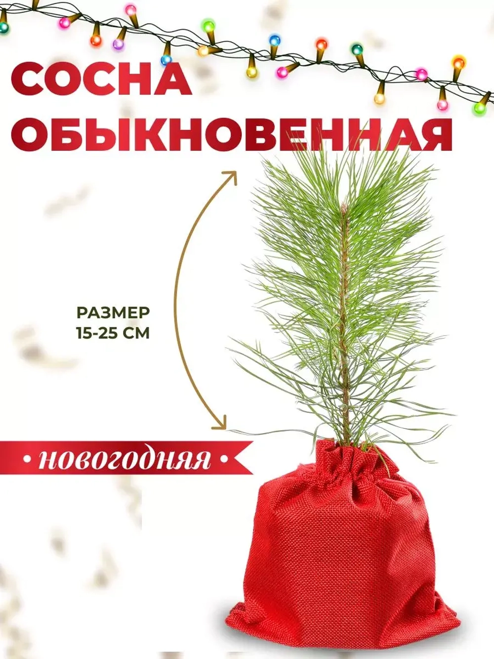 Сосна обыкновенная саженцы хвойных деревьев Новогодняя