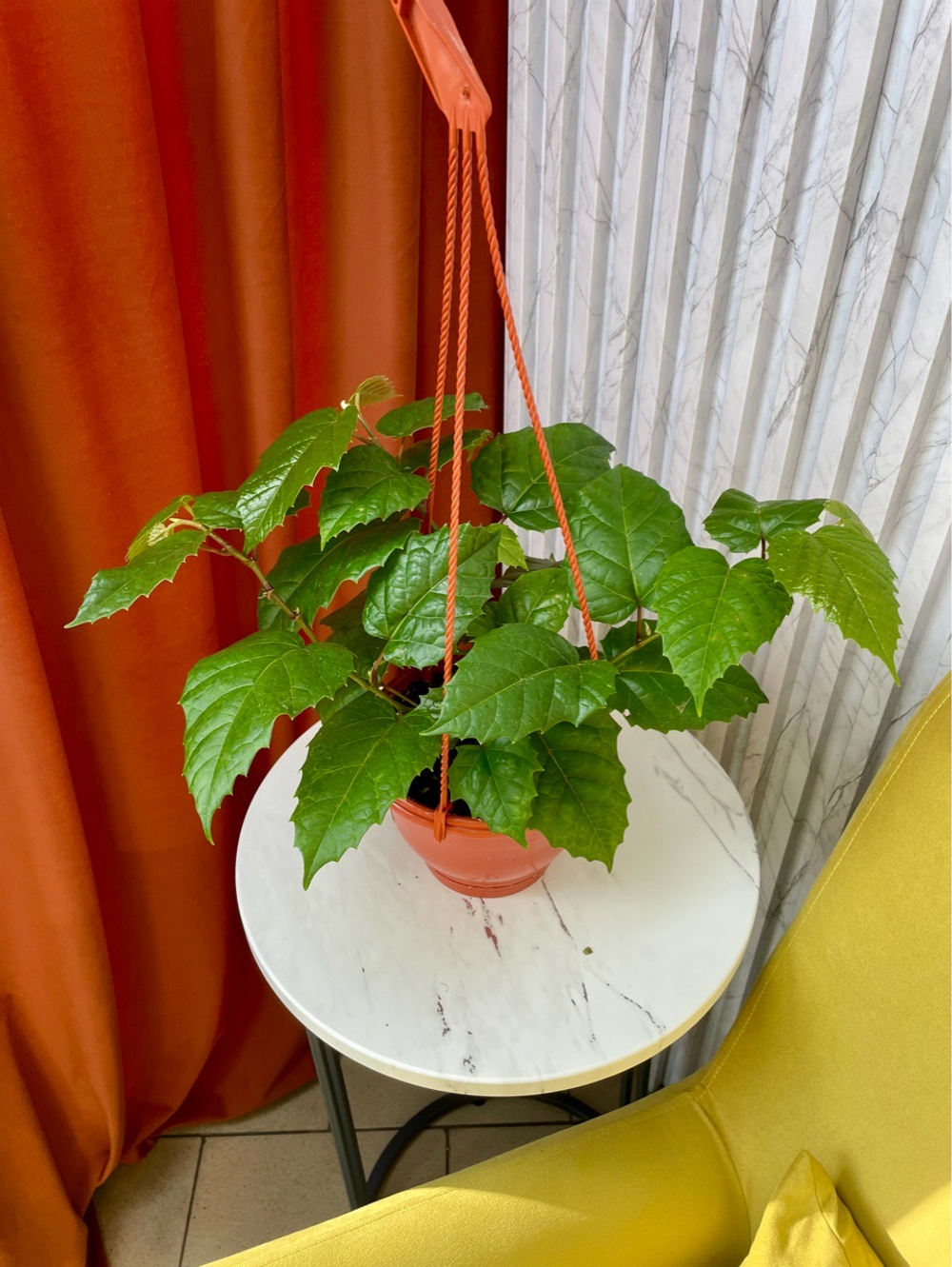 Циссус Антарктический в кашпо, D16см Н40см, 1шт, Россия