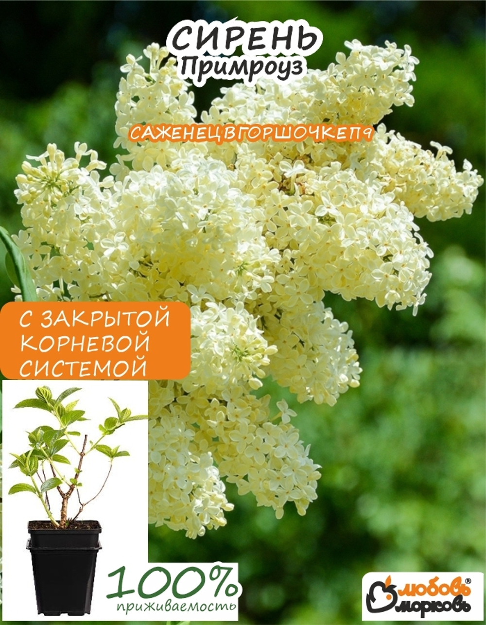 Саженец, Сирень, Примроуз