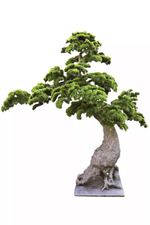 Бонсай 200 см