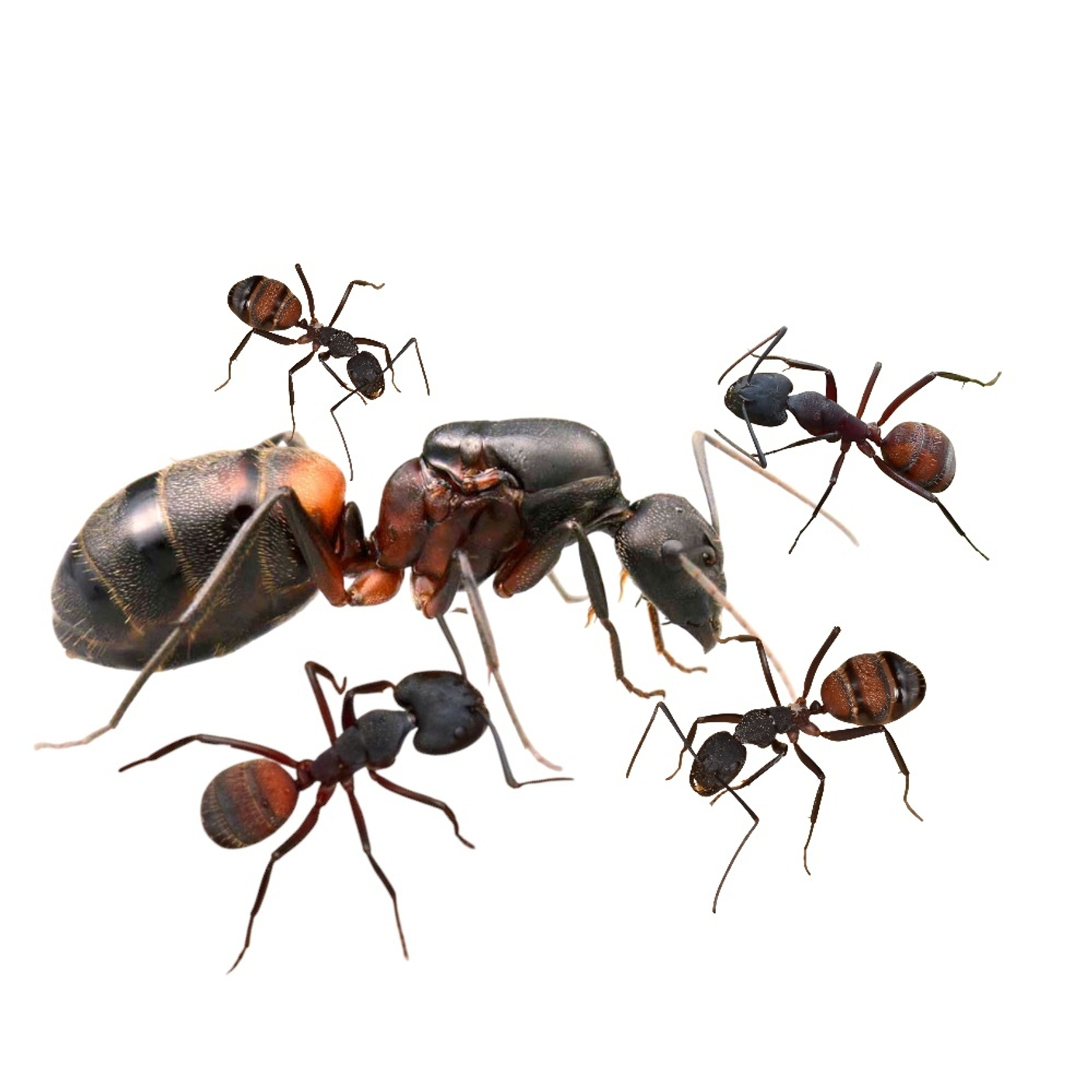 Camponotus cruentatus: огненно-красные титаны средиземноморского мира