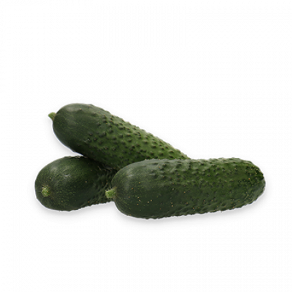 Илонара F1 семена огурца партенокарпич. (Rijk Zwaan / Райк Цваан)