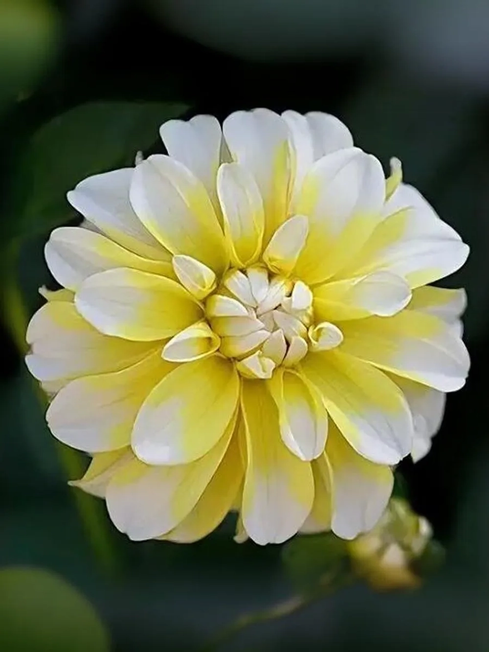 Георгин декоративный Осака