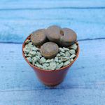Lithops sp. (Литопсы)
