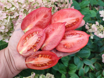 Гном Бой с тенью (Dwarf shadow boxing) сорт томата