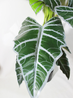 Искусственное растение Алоказия 150см в кашпо