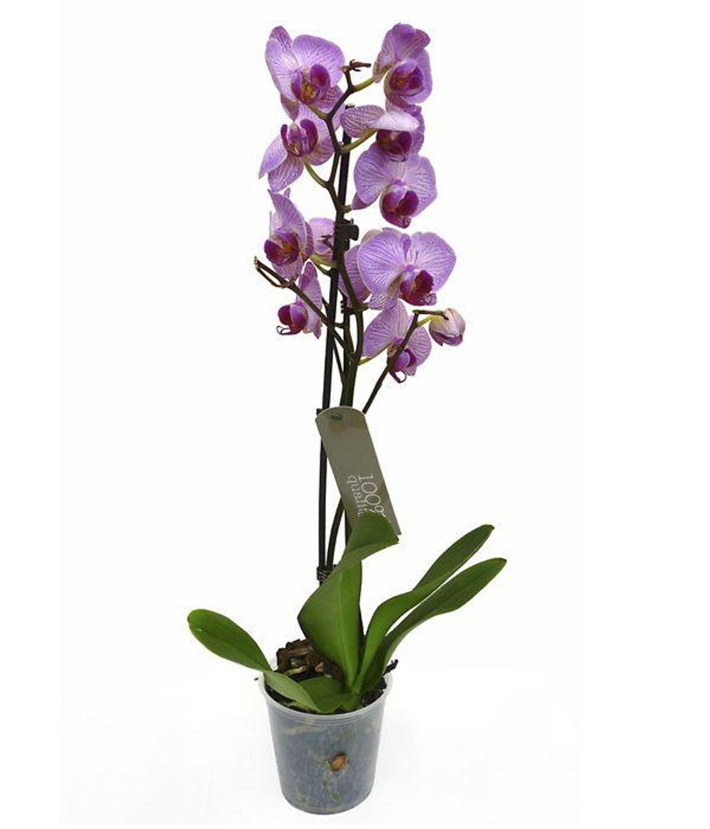 Фаленопсис в ассортименте