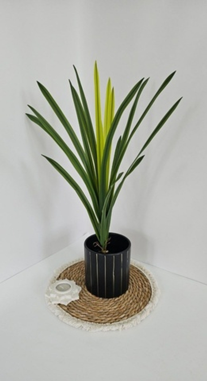 Листья цимбидиум / Арт 6303