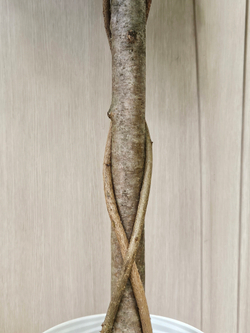 Искусственное дерево Фикус Лонгифолия шар 120см в кашпо