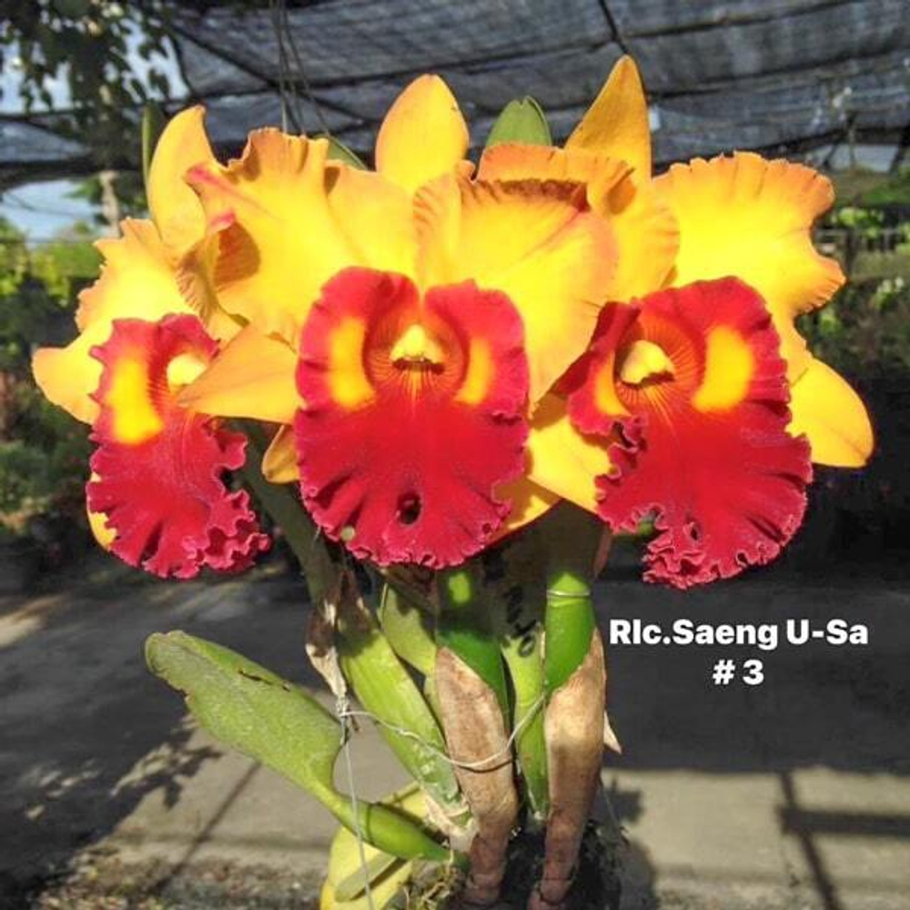 Орхидея ринхолелиокаттлея RLC. SAENG U-SA #3