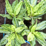 Аглаонема GEDDON