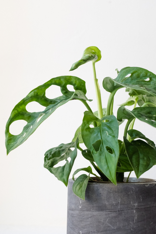 Монстера Манки