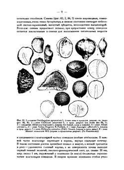 Сорные растения СССР. Руководство к определению. Том 2 | Б.А. Келлер