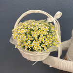 Корзина из 15 матрикарий #24