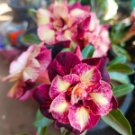 Адениум обесум HONG YOK