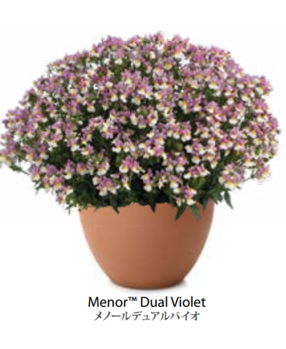 ЕВРО Немезия Nemesia Menor Dual Violet НЕукор черенок середина ноября 25