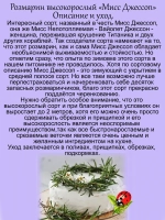Розмарин Мисс Джессоп