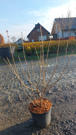 Сирень мейера Палибин штамб Закупка М66 апрель 2026