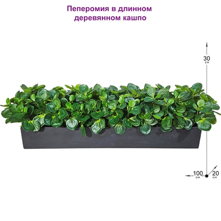 Пеперомия искусственная в длинном деревянном ящике