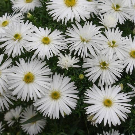 Астра кустарниковая "Kristina". Aster dumosus "Kristina".